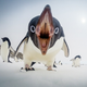 Image for article titled Cute penguins get angry too